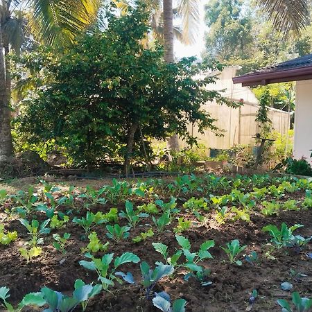 Ella Nature Valley Homestay Exterior foto