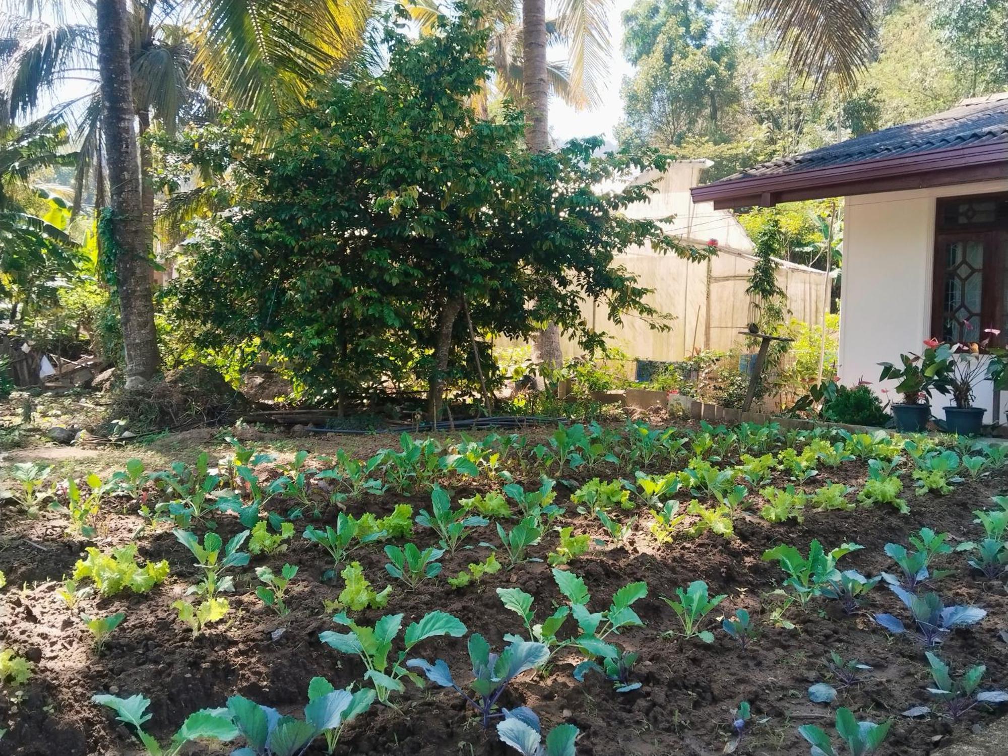 Ella Nature Valley Homestay Exterior foto